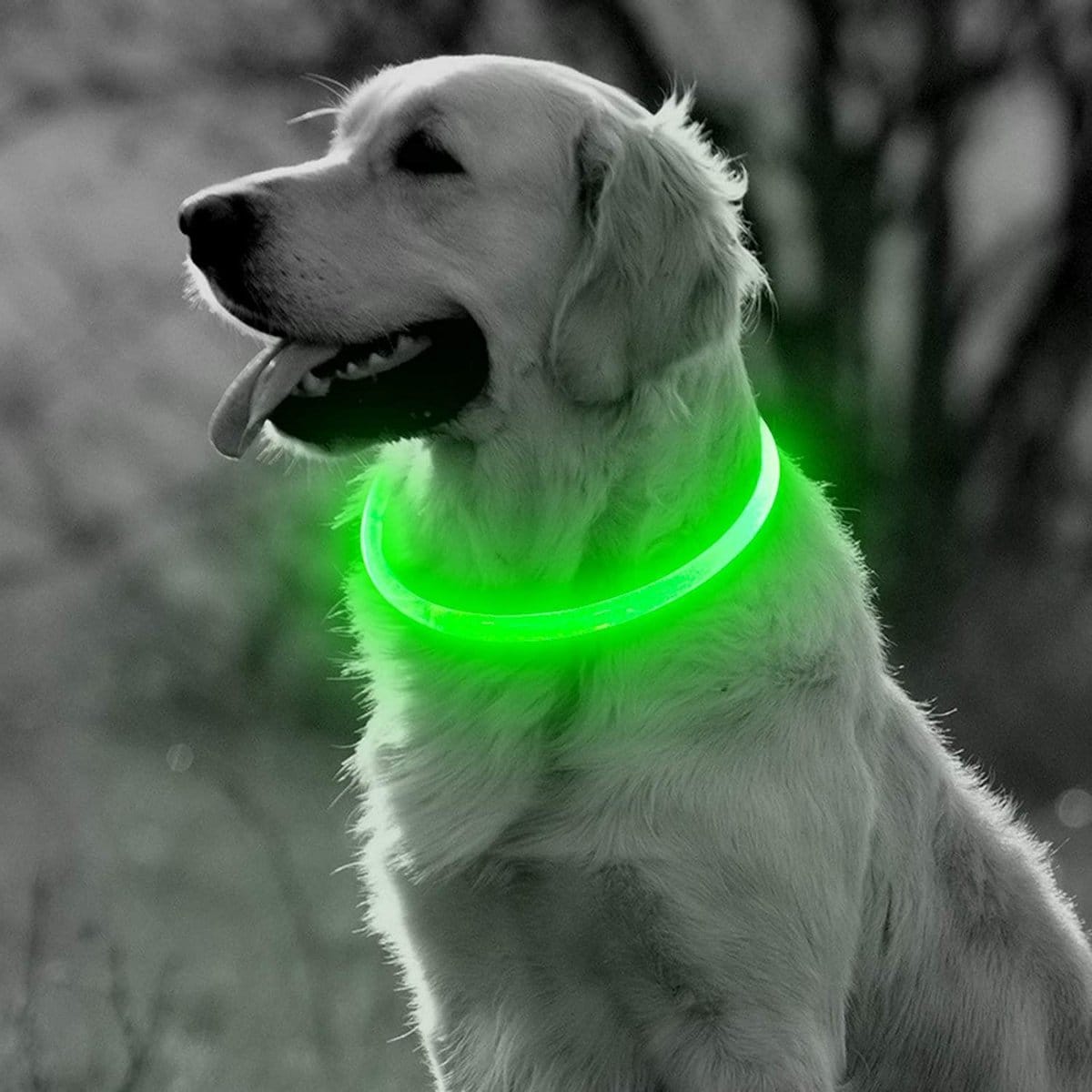 LED lichtgevende halsbanden hond